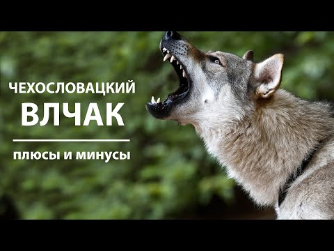 Видео: ЧЕХОСЛОВАЦКИЙ ВЛЧАК. Плюсы и минусы породы вольфхунд | Czechoslovakian Wolfdog