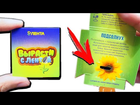 Видео: КУПИЛ ЯЩИК СЕМЯН! Лента Акция ВЫРАСТИ С ЛЕНТОЙ семена теплица и редкий подсолнух