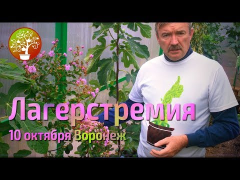 Видео: Лагерстремия 10 октября  Воронеж