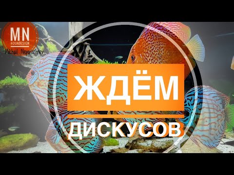 Видео: Ждём Дискусов.