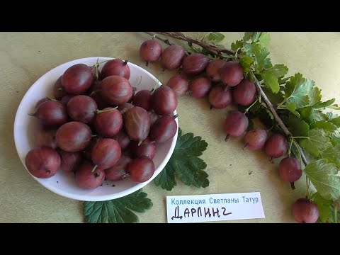 Видео: ДАРЛИНГ. Новинка от Любера.  Крыжовник с яркой и очень сладкой ягодой / Коллекция Светланы Татур.