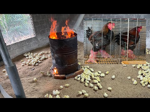 Видео: Как вырастить 500 только что вылупившихся цыплят породы ДОНГ ТАО. Ежедневная работа на ферме