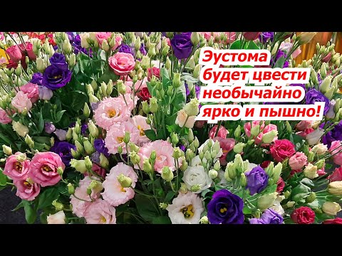 Видео: Эустома будет цвести ярко и пышно- важная подкормка эустомы перед цветением.