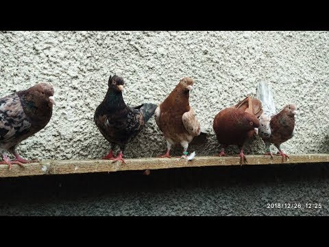 Видео: 06.05.19 Бакинские Бойные Голуби В Молдове /Baku Pigeons in Moldova ( Octavian Dima )
