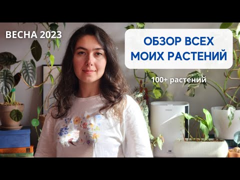 Видео: БОЛЬШОЙ ОБЗОР моей коллекции РАСТЕНИЙ / 100+ растений