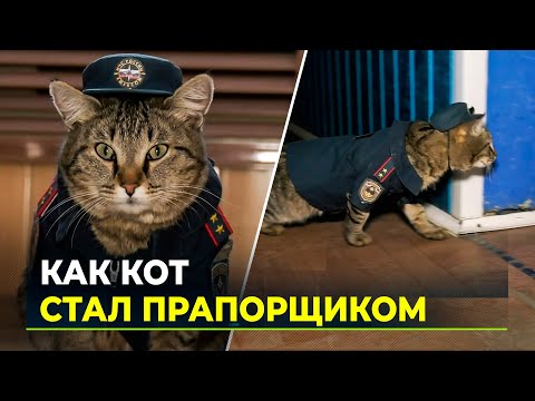 Видео: Носит форму и ведет соцсети: в Тюмени кот поступил на службу в пожарную часть