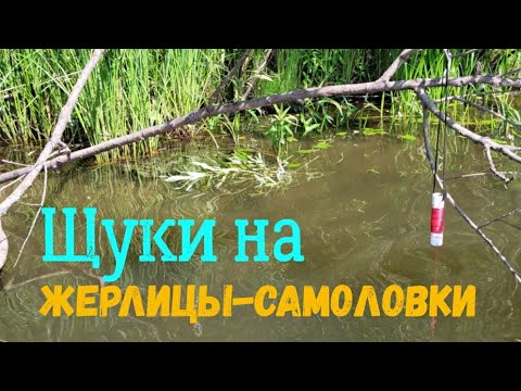 Видео: Рыбалка на ЖЕРЛИЦЫ-САМОЛОВКИ! Удачный дебют!