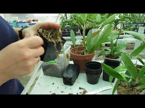 Видео: Растения полученные с Филипин посадка. Dendrochilum hampelii и Coelogyne usitana