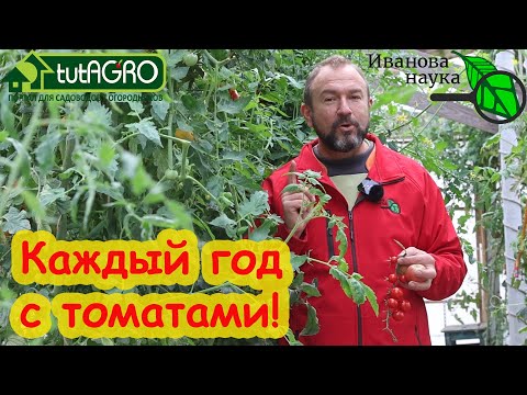 Видео: КАК САЖАТЬ ТОМАТЫ ПО ТОМАТАМ. В теплице и в огороде. Каждый год будете с урожаем.