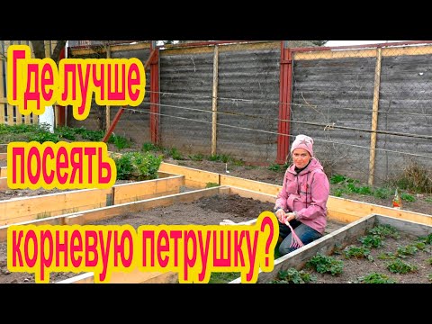 Видео: Особенности посева корневой петрушки