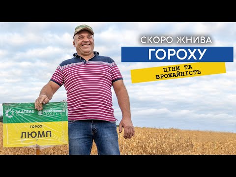 Видео: Готуємось до жнив гороху, пропонують 12800 грн/т. Який гербіцид та інсектицид краще, гіркий досвід.