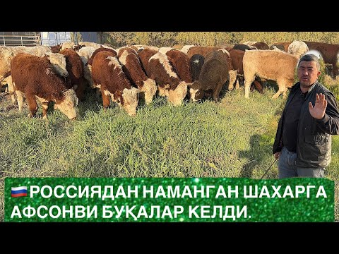 Видео: 🇷🇺СИММЕНТАЛ ДИЛИГАД ЭНГ ЗЎР ВА ТОЗЗАЛАРИ НАМАНГАНГА КЕЛДИ ЖУДАХАМ БАҚУВАТ ЭКАН……
