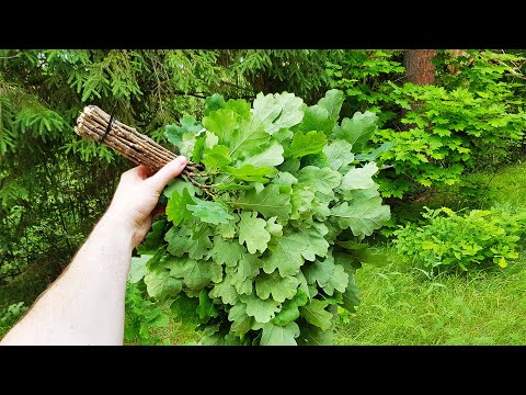 Видео: КАК вязать ДУБОВЫЕ веники для бани. КАК заготавливать дубовые ВЕНИКИ.