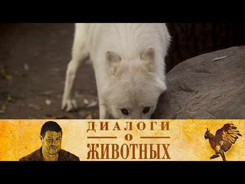 Видео: Зоопарк Нижнего Новгорода "Лимпопо". Серия 3 // Диалоги о животных  @SMOTRIM_KULTURA