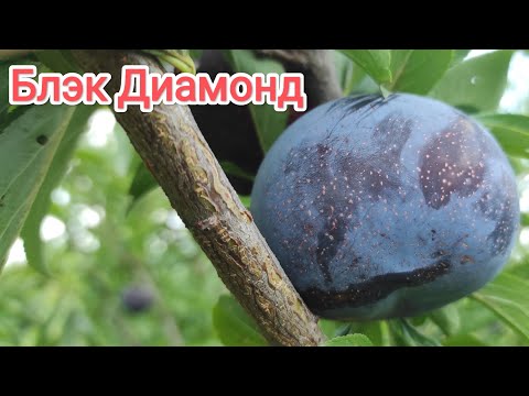 Видео: Диплоидная слива Блэк Диамонд/Black Diamond