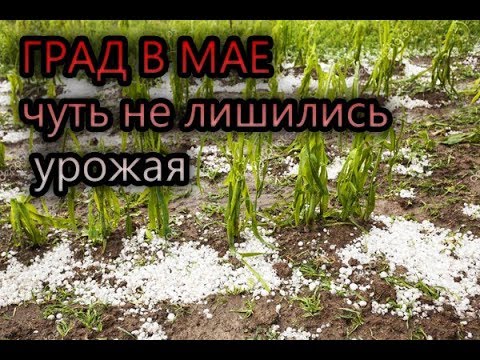 Видео: Град в МАЕ! Чуть не лишились урожая...