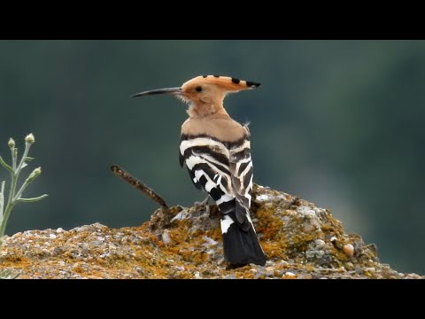 Видео: Dudek chocholatý, Eurasian Hoopoe, Wiedehopf, Hop, Удод, Dudek, Huppe fasciée