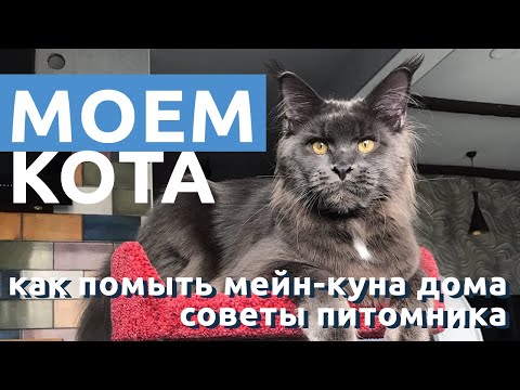 Видео: Как помыть кота дома. Мою моего кота мейн-куна Бармалея.