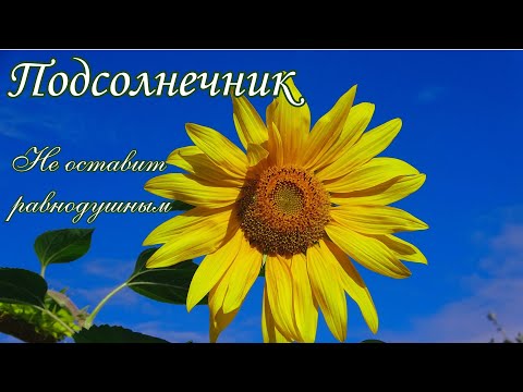 Видео: Подсолнечник (Подсолнух) / Helianthus