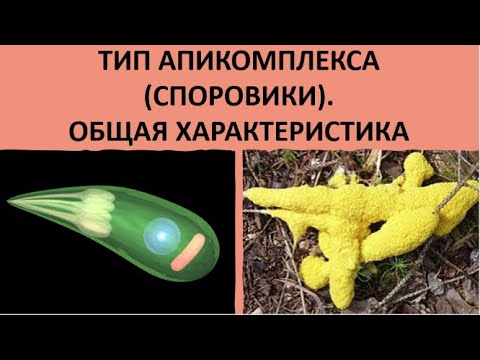 Видео: 8. Тип Апикомплекса (Споровики). Общая характеристика