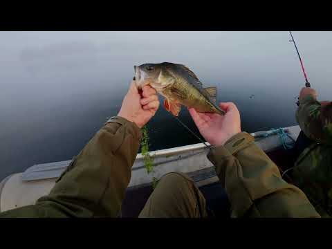 Видео: Разведка озера с КРУПНЫМ ОКУНЕМ! Есть ли он ТАМ?