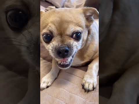 Видео: Парень и чихуахуа угарные моменты (нарезка)