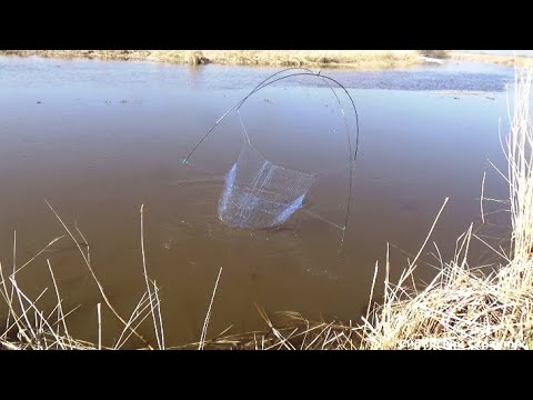 Видео: Теперь и у Виктора появилась голубая мечта и он меня сразу сделал.