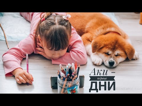 Видео: Акита-Ину в квартире. Первые дни.