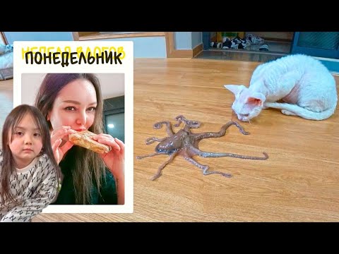 Видео: Неделя влогов/ Понедельник/ KOREA VLOG/