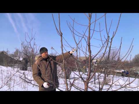 Видео: Обрезка черешни (2015)