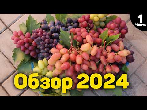 Видео: 🍇Обзор ультраранних и ранних сортов винограда - 2024 - "Часть 1" 📸