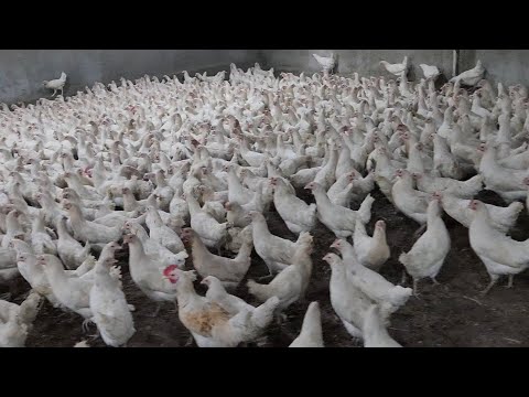 Видео: Тухум йуналиши сотилади, ва натижалар #факт#chicken#бизнес#biznes#тоок