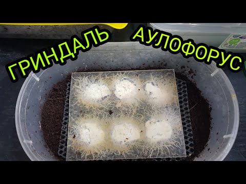 Видео: ЗАПУСК ЖИВОЙ КУЛЬТУРЫ. ГРИНДАЛЬ. АУЛОФОРУС