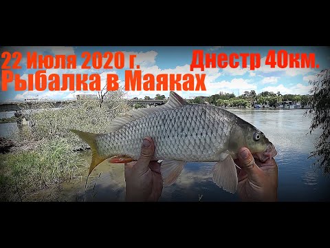 Видео: 22 Июля 2020 г. Рыбалка в Маяках на реке Днестр 40км.
