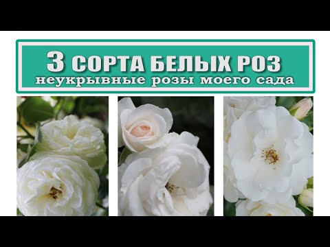 Видео: 3 сорта белых роз / Артемис Аспирин Айсберг / неукрывные розы в саду / уход в 5 климатической зоне