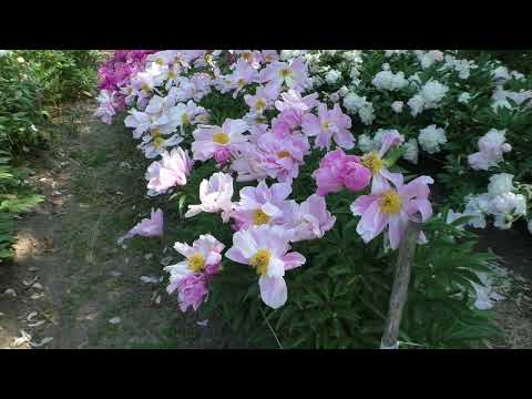 Видео: Японские пионы