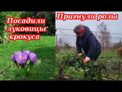 Видео: Готовим розы к морозу. Цветок КРОКУС, посадили луковицы. Обрезка смородины. Деревня Беларуси.