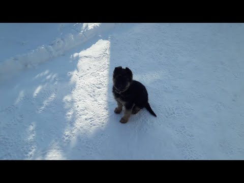 Видео: ЩЕНОК! ЗИМА! МОРОЗ!