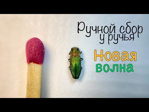 Видео: Усачи и Златки ! Как меняется фауна в конце Мая