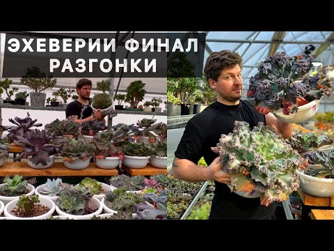 Видео: ЭХЕВЕРИЯ ECHEVERIA НА МАКСИМАЛКАХ. ОГРОМНЫЕ СУККУЛЕНТЫ ВЫРОСЛИ В ТАЗАХ В ПОДМОСКОВЬЕ