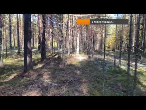 Видео: Тайга