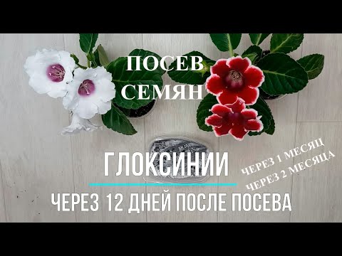 Видео: Выращивание Глоксинии из семян, посев Глоксинии легко и просто