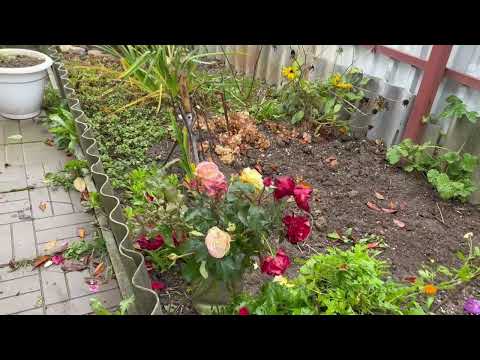 Видео: #РОЗЫ , укрывать ?! Не укрывать !?  