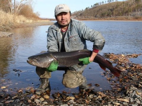 Видео: Рыбалка в Монголии. Река Онон-Гол.