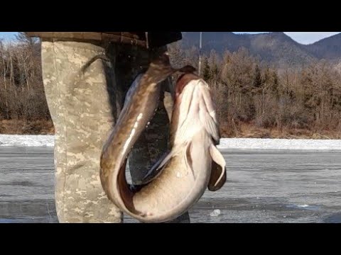 Видео: Тычки на налима.Подготовка.Ставим тычки.Проверка.