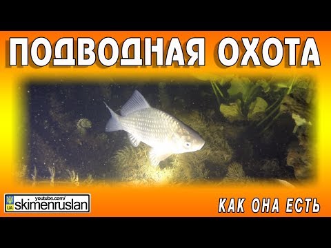 Видео: ПОДВОДНАЯ ОХОТА - КАК ОНА ЕСТЬ...