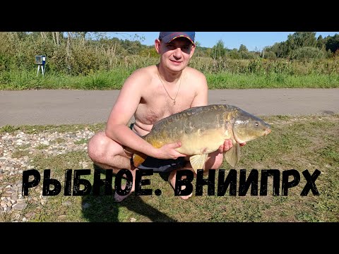 Видео: Трофеи ВНИИПРХ