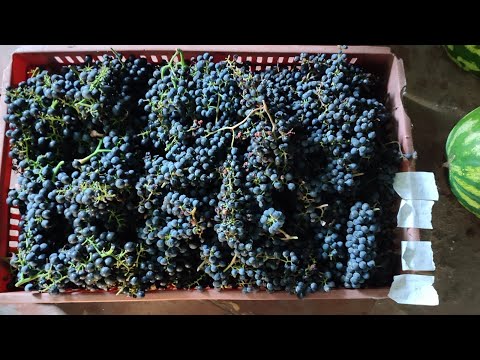 Видео: Срезка технических сортов винограда с тёмной ягодой. Сколько получилось и какой сахар?