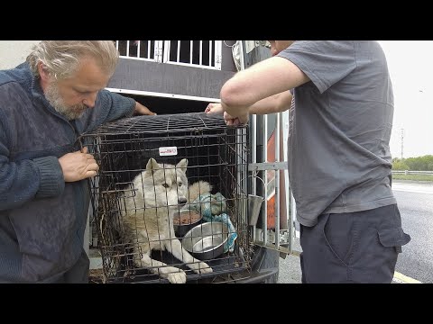 Видео: "Почти волк" закрался в наш приют. Бедная собачка, которой тяжело сдержать боль