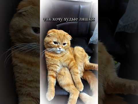 Видео: кот Бисквит и вкусняшки #юмор #видосыоткота #веселыекоты #кот #вкусняшки